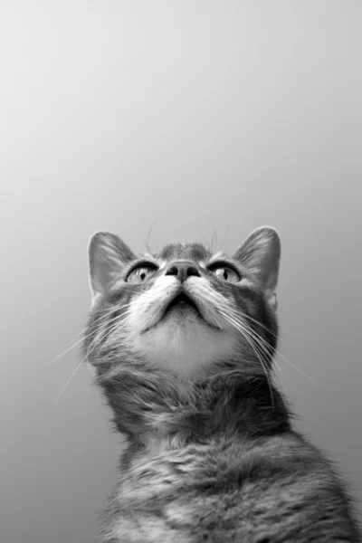 Gato sobre fundo cinza — Fotografia de Stock