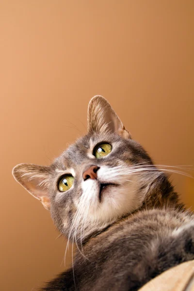 Un gato con ojos amarillos — Foto de Stock
