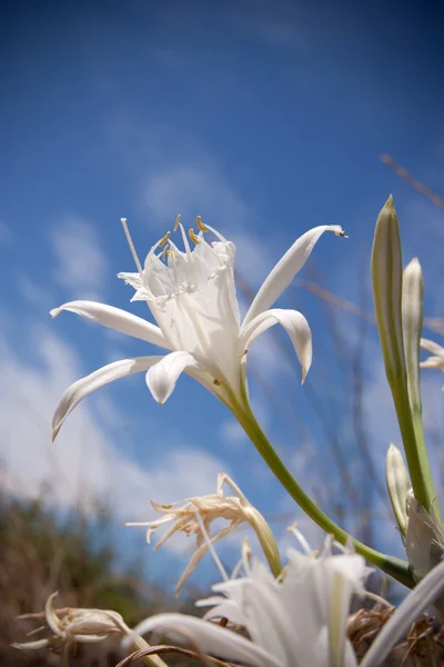 stock image Close Up of o white flower