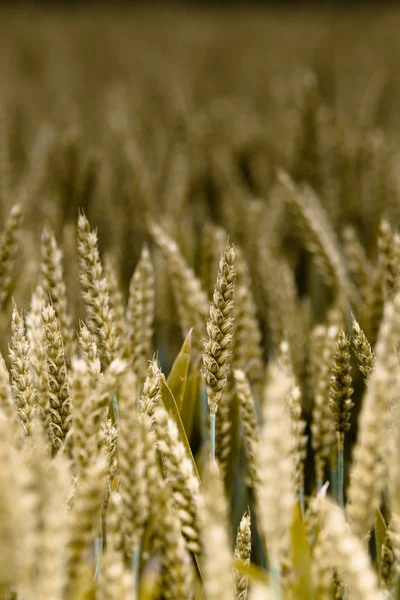 stock image Wheat field