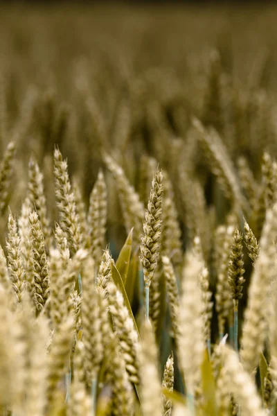 Stock image Wheat field