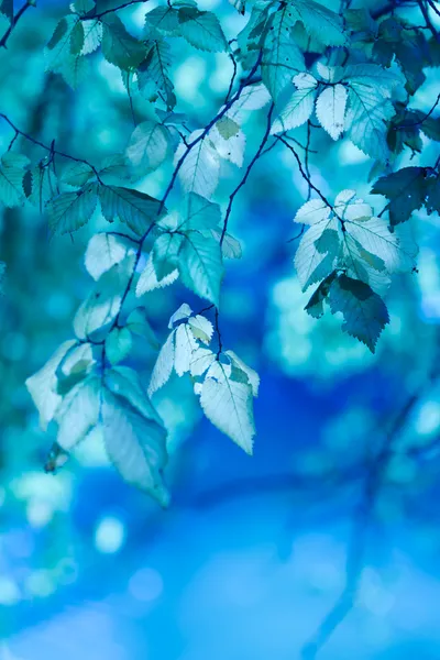 Blaue Blätter — Stockfoto