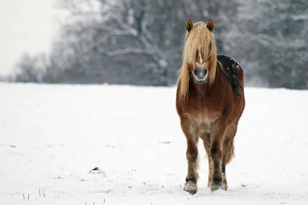 Kůň ve sněhu — Stock fotografie