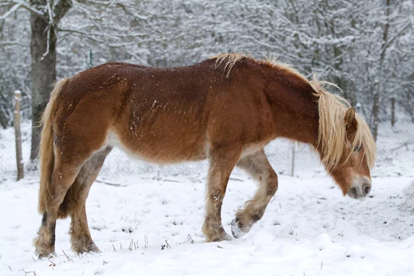 Koń w śniegu — Zdjęcie stockowe