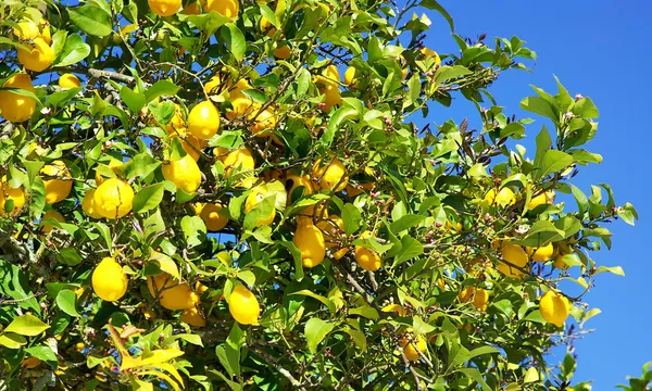 나무 위에 있는 노란 레몬. — 스톡 사진