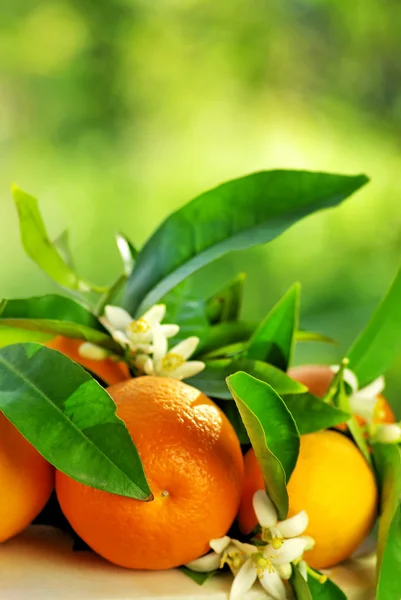 Πορτοκαλί φρούτα και λουλούδια. — Φωτογραφία Αρχείου