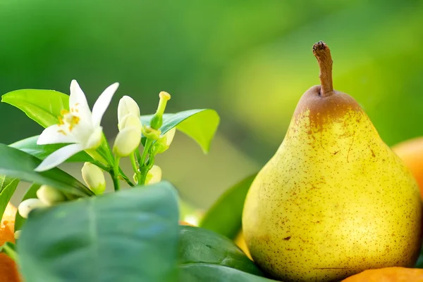 Rocha pear on green background. — Stock Photo, Image
