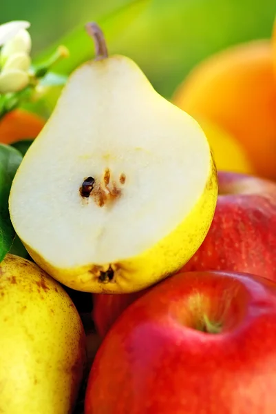 Rocha pear and fruits.