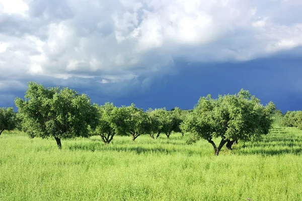 Olives tree on green field at Portugal. — Stock Photo, Image