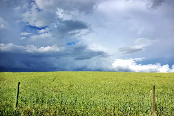 stock image Thunderstorm wheat field.