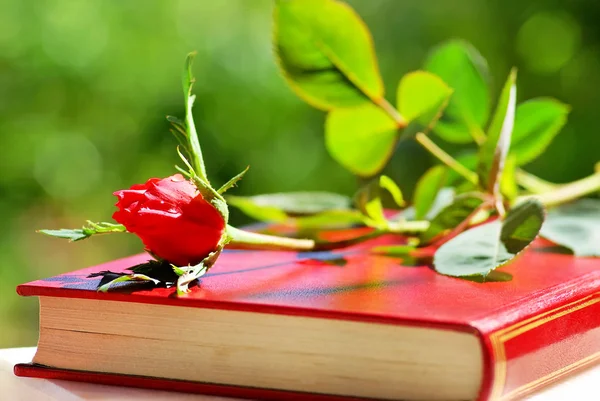 Czerwona róża na książki. — Zdjęcie stockowe