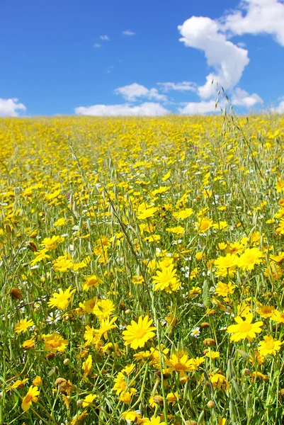Žlutá květina pole. — Stock fotografie