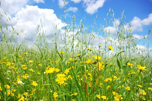 Wild flowers in wheat field. — Stock Photo, Image