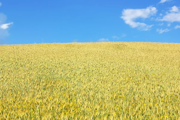 Yellow wheat field. — Stock Photo, Image
