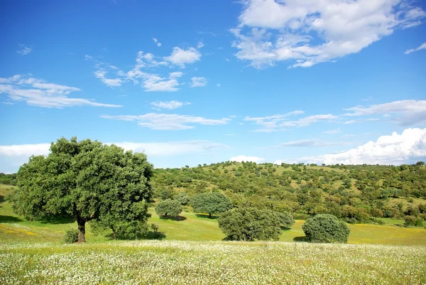 ポルトガルでのオークの木の風景. — ストック写真