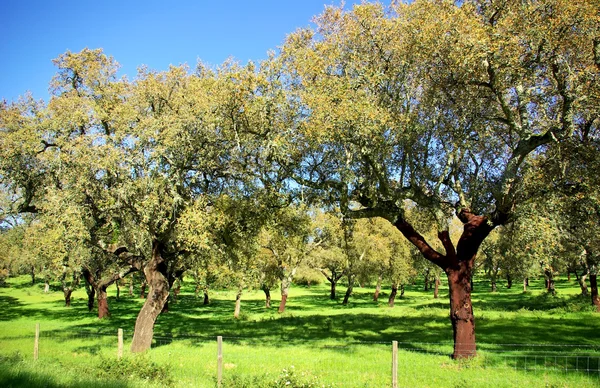 Oak trees in mediterranic forest. — Stock Photo, Image