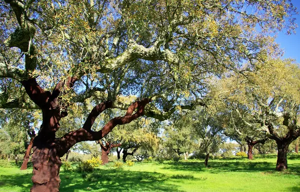 Oak trees in mediterranic forest. — Stock Photo, Image