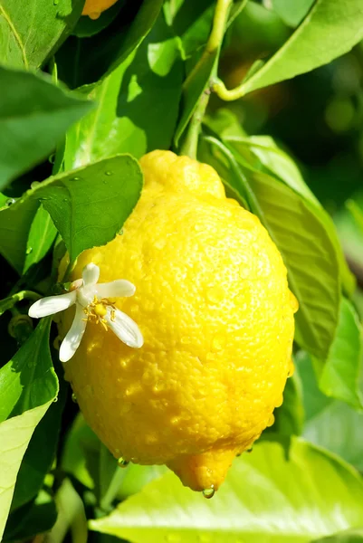 Gele citroen en bloem. — Stockfoto