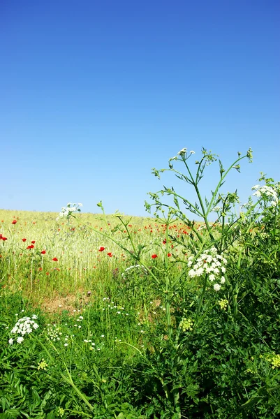 Dzikie kwiaty w polu pszenicy. — Zdjęcie stockowe