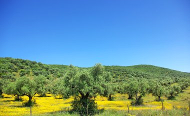 Portekiz alan zeytin ağacı.
