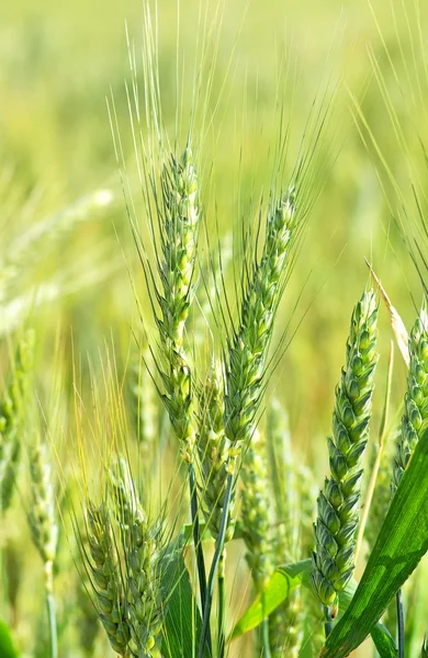 Green wheat spikes. — Stock Photo, Image