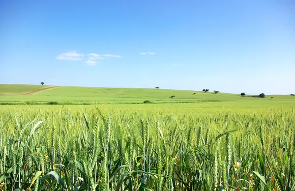 Zelené pšeničné pole u Portugalska. — Stock fotografie