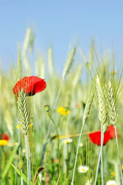 Spikes of wheat field and poppys. — Stock Photo, Image