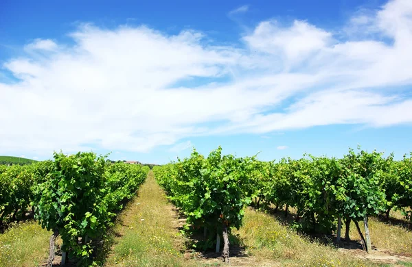 Виноградники в на південь від Португалії. — стокове фото