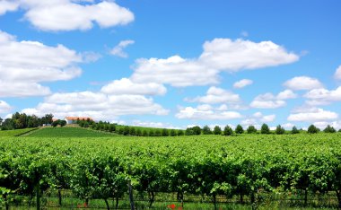 Landscape of portuguese vineyard. clipart