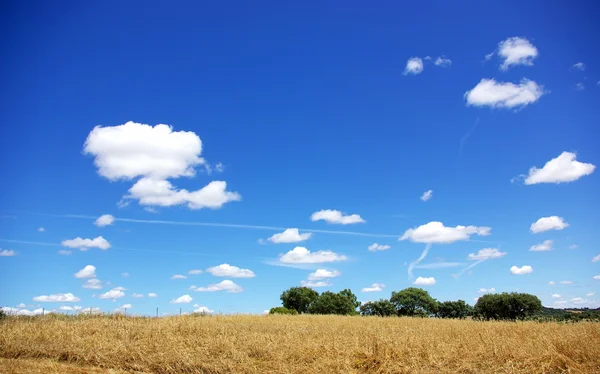 Campo de trigo na região alentejana, Portugal . — Fotografia de Stock