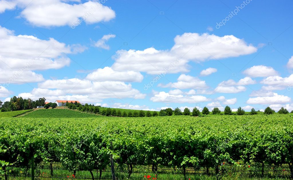 Landscape of portuguese vineyard.