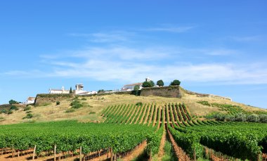 Vineyard at Portugal,Estremoz, Alentejo region. clipart
