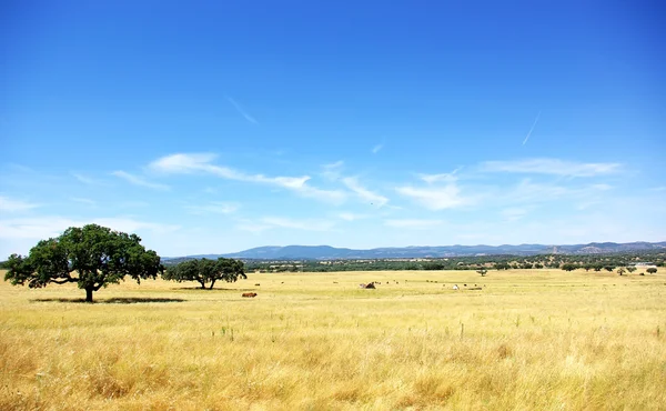 Paisaje del campo del Alentejo en verano . — Foto de Stock