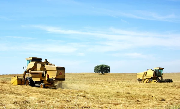 Mähdrescher erntet Weizen auf portugiesischem Feld. — Stockfoto