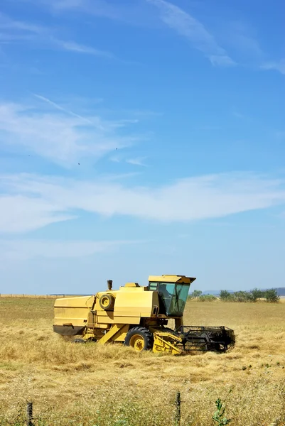 Комбайн, работающий на пшеничном поле . — стоковое фото