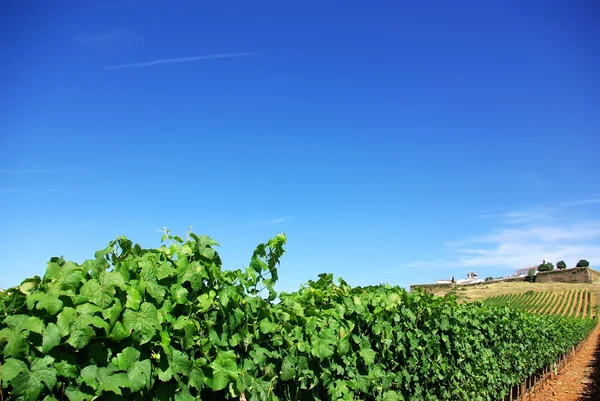 Vinice v Portugalsku, estremoz, regionu alentejo. — Stock fotografie