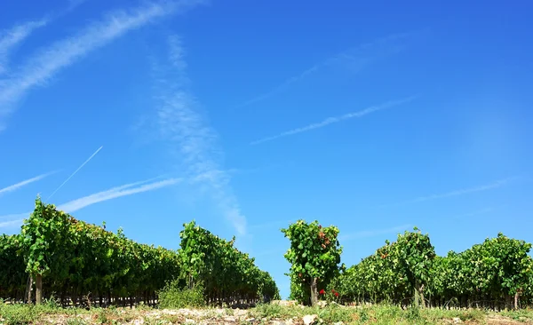 Виноградник в Португалії, регіону Алентежу. — стокове фото