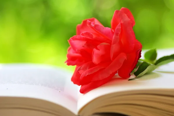 Rosa roja en el libro —  Fotos de Stock