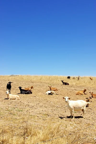 Cabras domésticas en un campo — Stok fotoğraf
