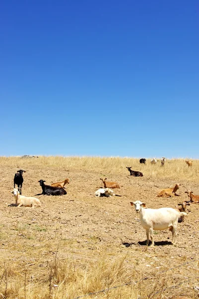 Capre domestiche in un campo — Foto Stock