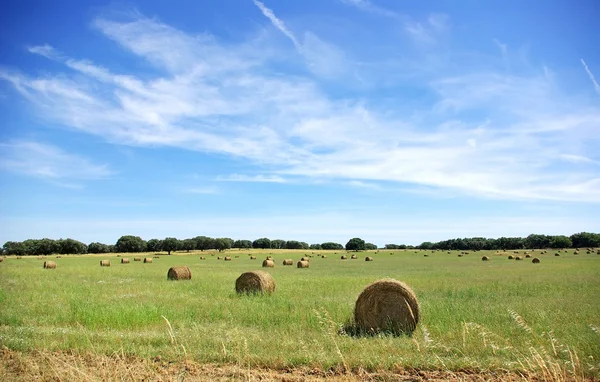 Paisagem agrícola de fardos de feno em um campo — Fotografia de Stock