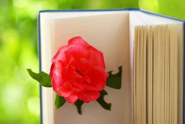Růžová růže na knihu . — Stock fotografie
