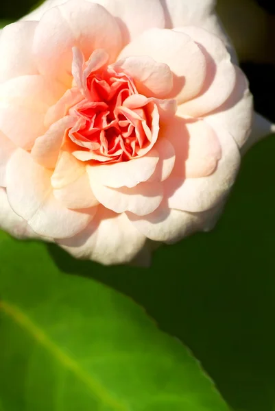 Розовая роза с листьями и стеблем — стоковое фото