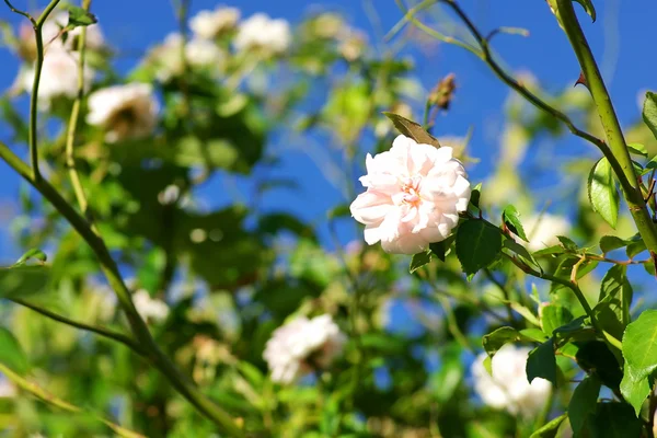 Różowe kwiaty róży zbliżenie zielony ogród tło — Zdjęcie stockowe