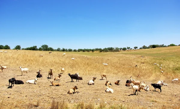 Домашние козы на поле — стоковое фото