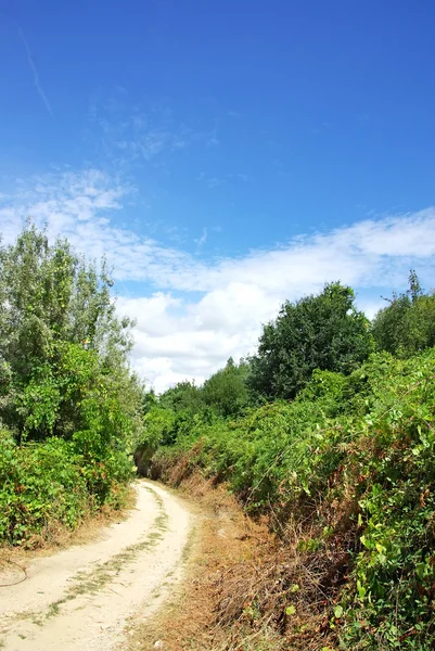 Дорога на зеленый лес в Португалии . — стоковое фото