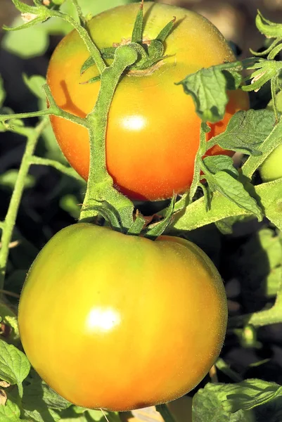 Tomate auf Pflanze. — Stockfoto