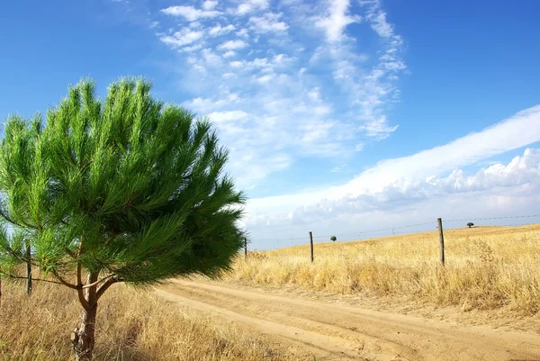 Green pine and old road. — Stock Photo, Image