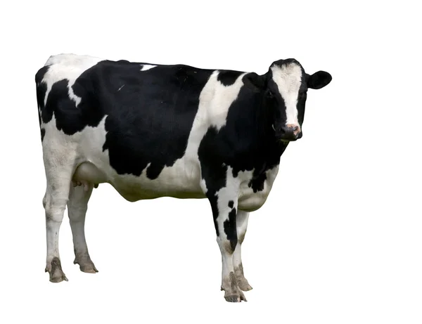 Vaca leiteira holandesa isolada — Fotografia de Stock