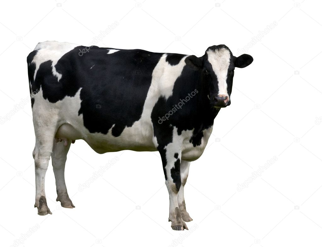 Holstein dairy cow isolated